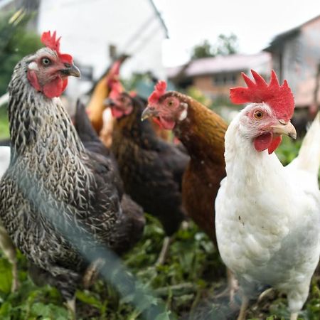 Ferienwohnung Elisa Staig  Dış mekan fotoğraf